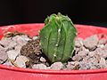 Astrophytum ornatum 34