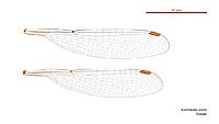 Austrolestes analis female wings (34018149803)