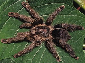 Avicularia purpurea female southern form ZK170.jpg