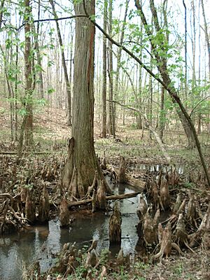 BattleCreekCypressSwamp3