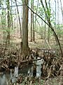 BattleCreekCypressSwamp3