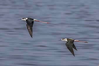 Black-winged stilts (Himantopus himantopus) in flight Soliman