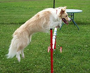 Blonde Border Collie