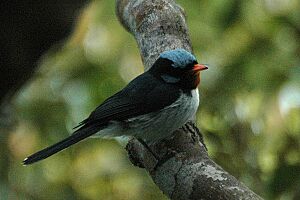 Bluecrestedflycatcher.jpg