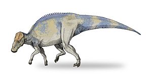 Brachylophosaurus-v4