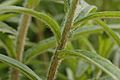 Butterfly Weed Asclepias tuberosa Stalk Closeup 3008px