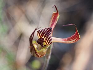 Caladenia multiclavia 01