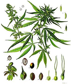 Cannabis sativa - Köhler–s Medizinal-Pflanzen-026