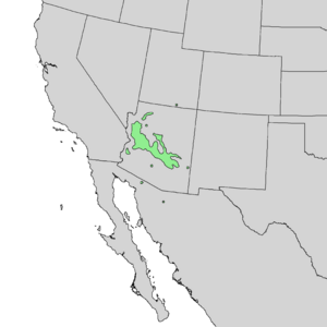 Canotia holacantha range map 2.png