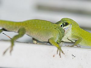 Green anole Facts for Kids