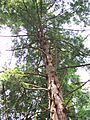 Cathedral State Park West Virginia Eastern Hemlock