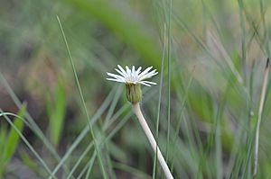 Chaptalia tomentosa (pineland daisy) 1.jpg