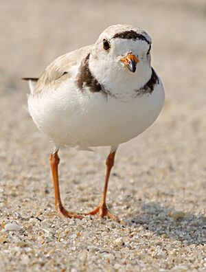 Charadrius melodus -Cape May, New Jersey, USA -adult-8 (6)