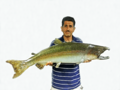 Chinook salmon found by Roger Castillo on San Tomas Aquino Creek mid-October 1996