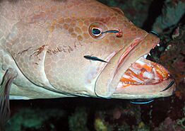 Cleaning Goby Mutualism