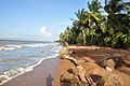 Coconut Trees on the Shell Beach - panoramio