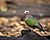 Common Emerald Dove.jpg