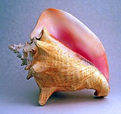 Conch shell 2.jpg
