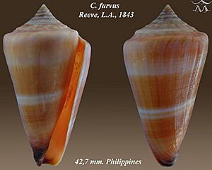 Conus furvus 1