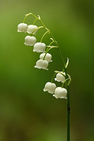Convallaria majalis inflorescence - Keila.jpg