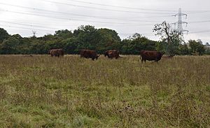 Cows in Fancott Woods and Meadows.JPG