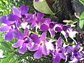 DendrobiumBaeYongJun-NationalOrchidGarden-Singapore-20060710