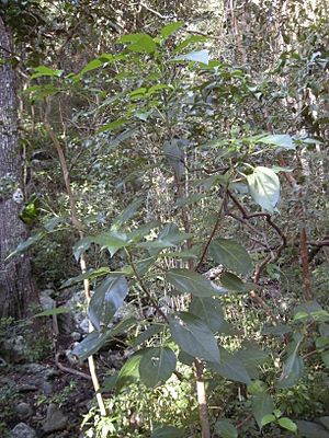 Dendrocnide photinophylla sapling.jpg