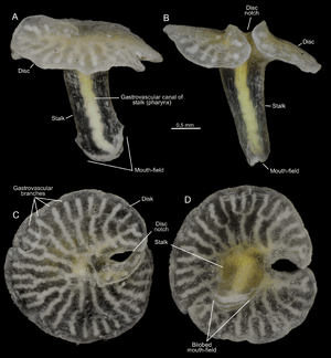 Dendrogramma enigmatica sp. nov., holotype.png