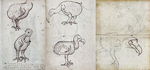 Dodo (VOC Gelderland, 1602)