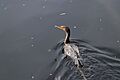 Double-crested cormorant at BCNP