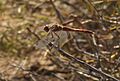 Dragonfly Bitter Lakes
