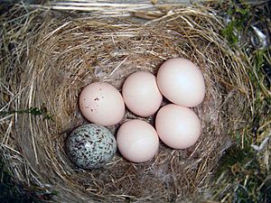 Eastern Phoebe-nest-Brown-headed-Cowbird-egg