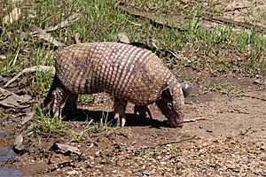Greater naked-tailed armadillo Facts for Kids