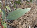 Eucalyptus cernua leaf