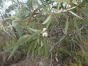 Eucalyptus codonocarpa foliage 2