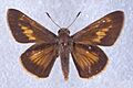 Euphyes pilatka 2191050