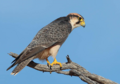 Falco biarmicus02.png