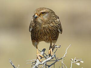 Falco rupicoloides -Etosha National Park, Namibia-8