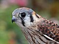 Female American Kestrel