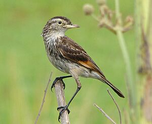 Female spectacled tyrant.jpg