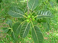 Ficuscitrifoliaceret