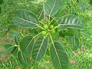 Ficuscitrifoliaceret