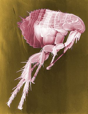 Flea Scanning Electron Micrograph False Color