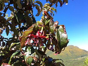 Fuchsia excorticata Hinewai NZ