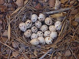 Gambel's Quail nest with 18 eggs, San Tan Valley, Az, March 31, 2013