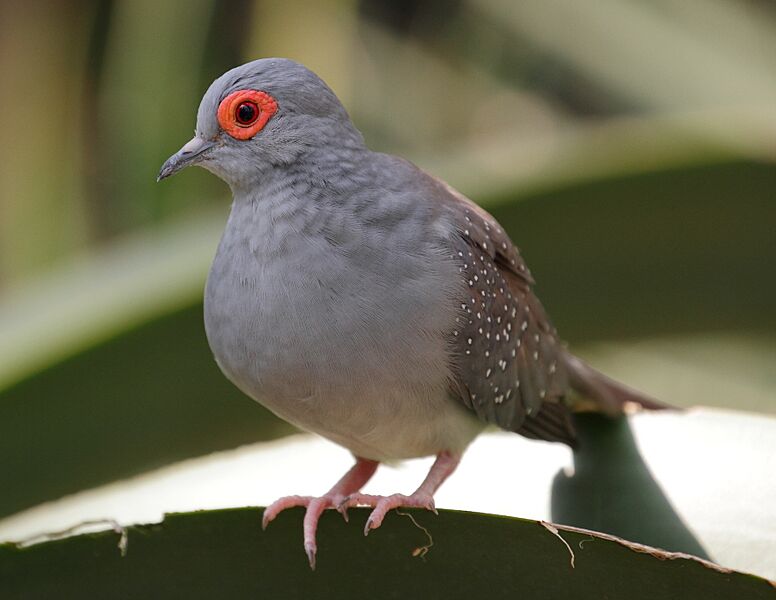 Geopelia cuneata - Wüstenhaus