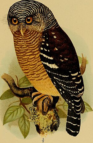 Glaucidium sjostedti Image from page 130 of "Svenska vetenskapsakademien handlingar" (1739).jpg