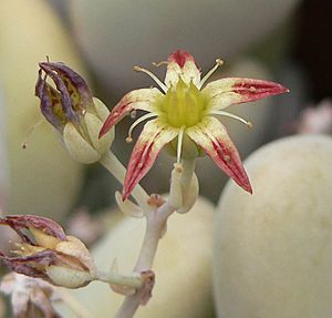 Graptopetalum amethystinum 3.jpg