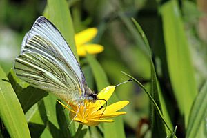 Green-veined white butterfly (Pieris napi) underside
