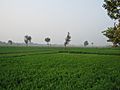 Green farms of Jats in Haryana